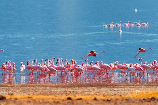 Kenija - Safari 9 dana